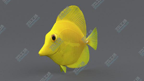 images/goods_img/20210312/Coral Reef Fish Collection 3D model/5.jpg